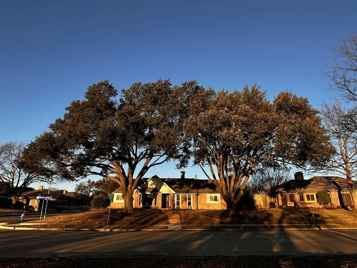 Established residential canopy tree shading a home in Alexandria